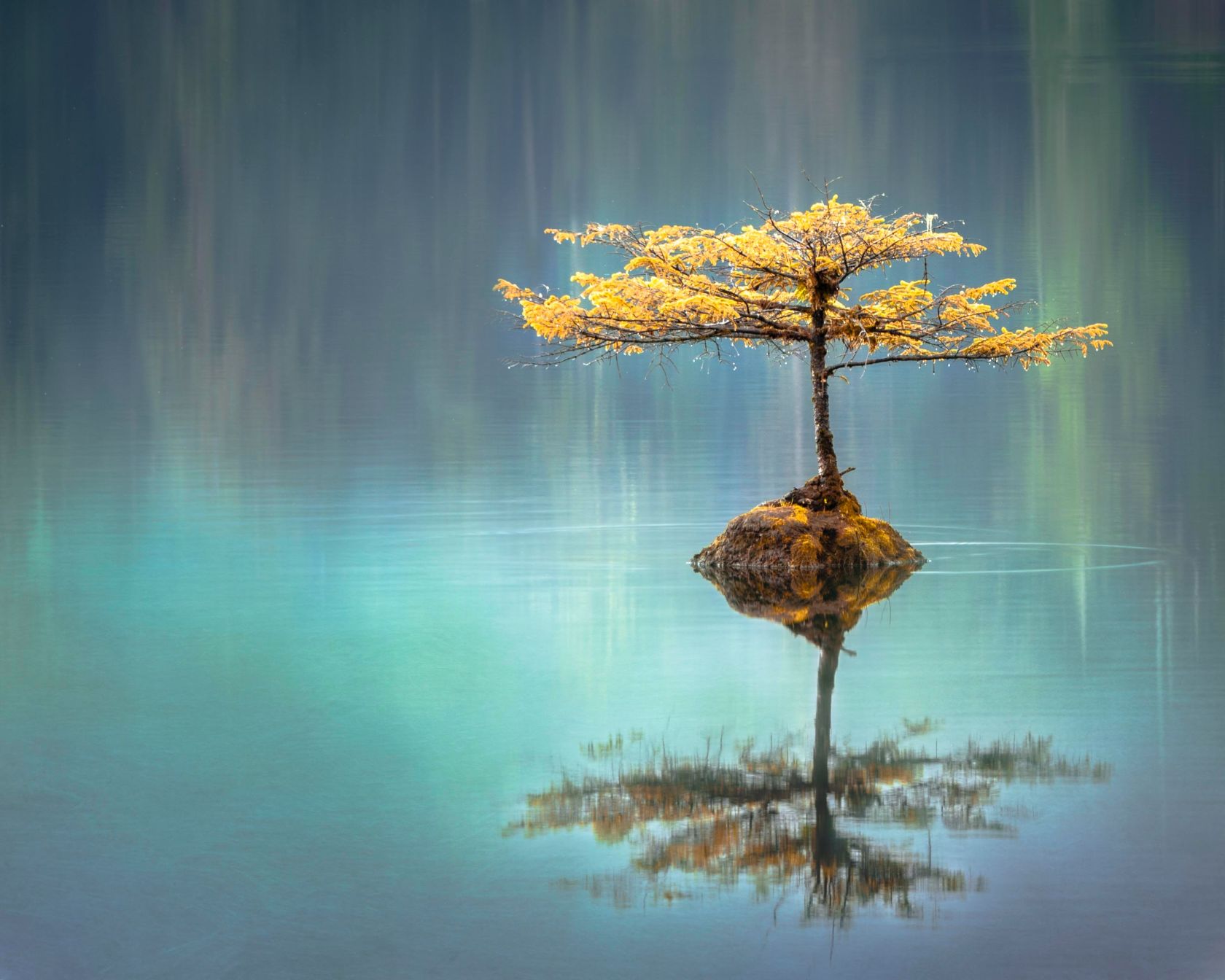 arbre